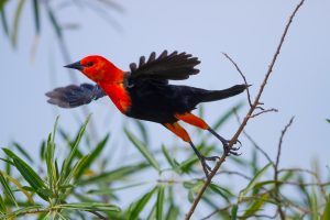 Scarlet-headed Blackbird