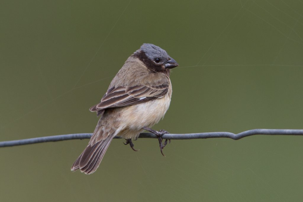 Sporophila ibera Ibera Seedeater
