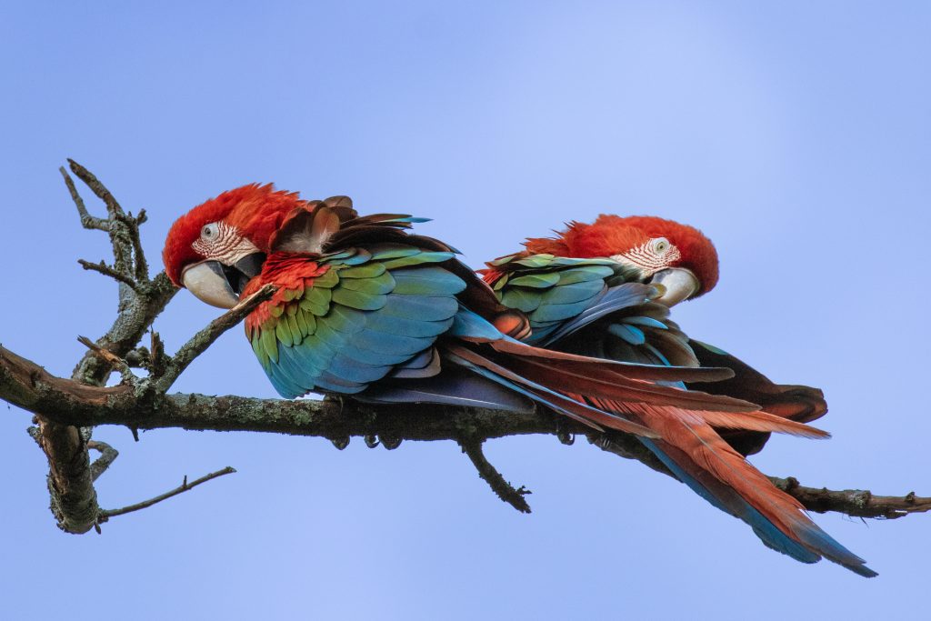 Red & Green-winged Macaw