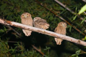 Tropical Screech Owls