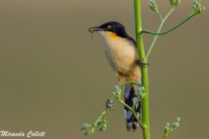 Black-capped Donacobius