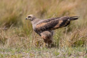 Savannah Hawk