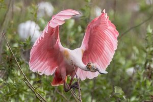 Roseate Spoonbill