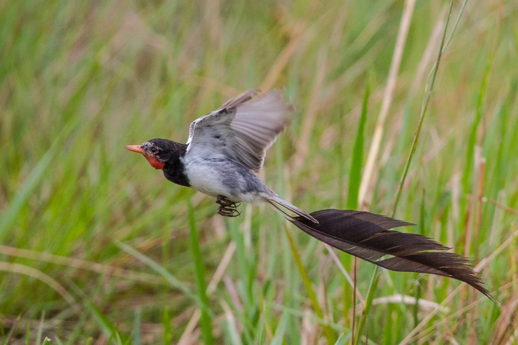 Strange-tailed Tyrant