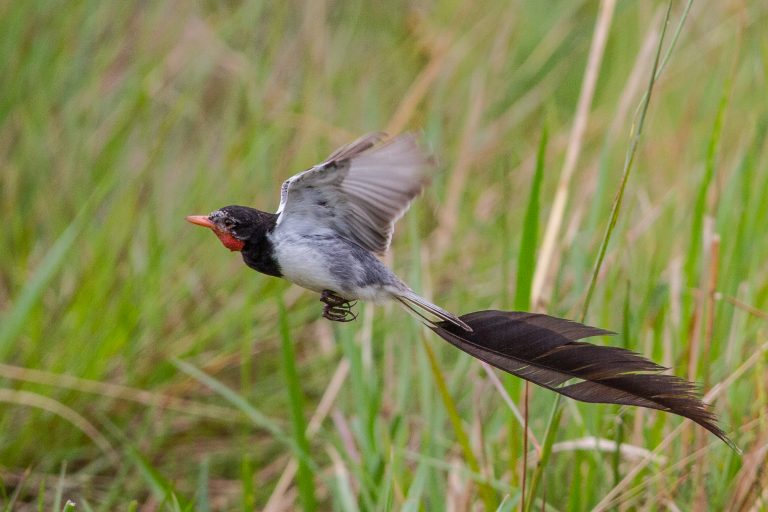 Strange-tailed Tyrant