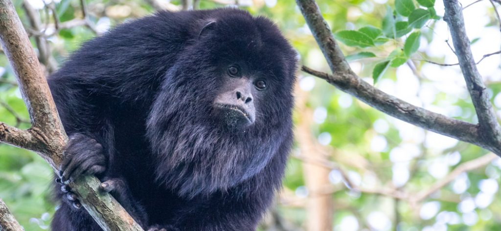 Black Howler Monkey in woodland in Argentina