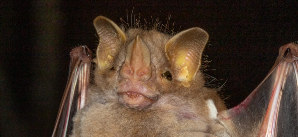 Pyoderma bilabiatum