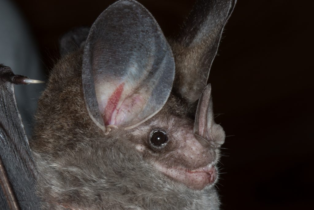 Chrotopterus auritus