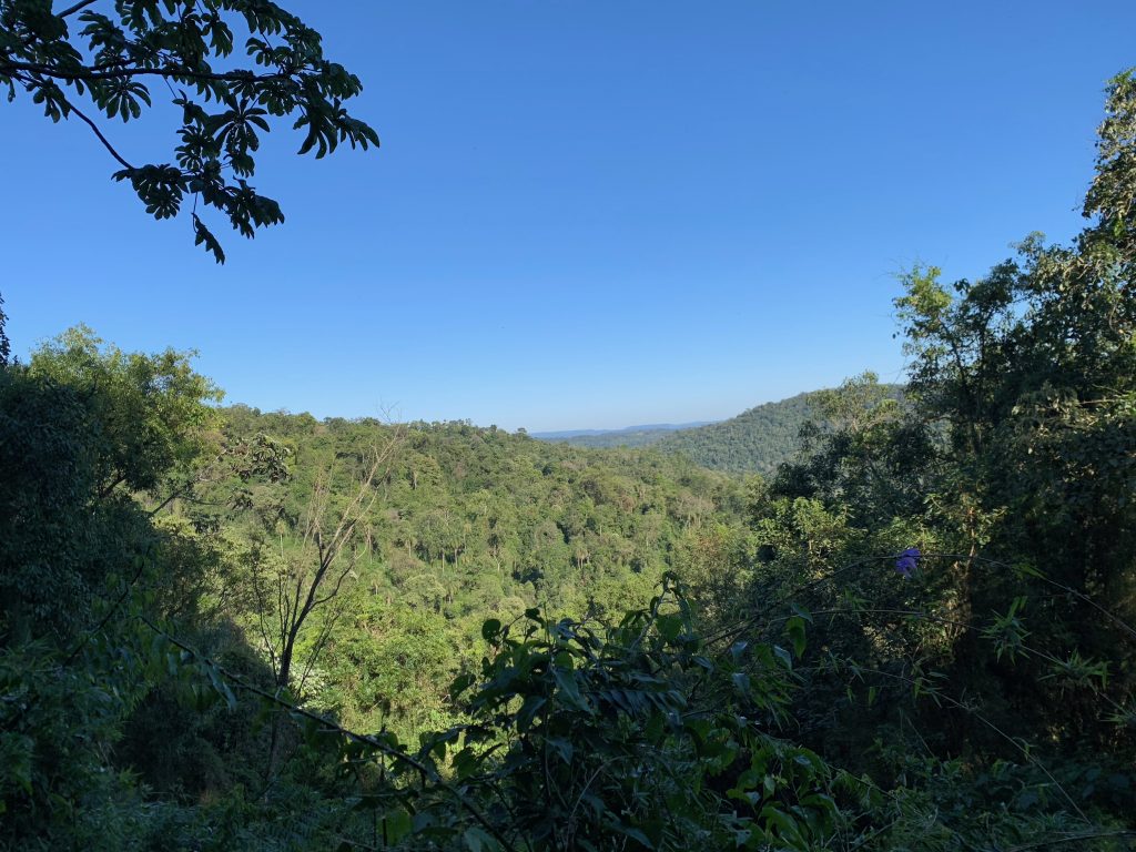 View from La Coral of rainforest