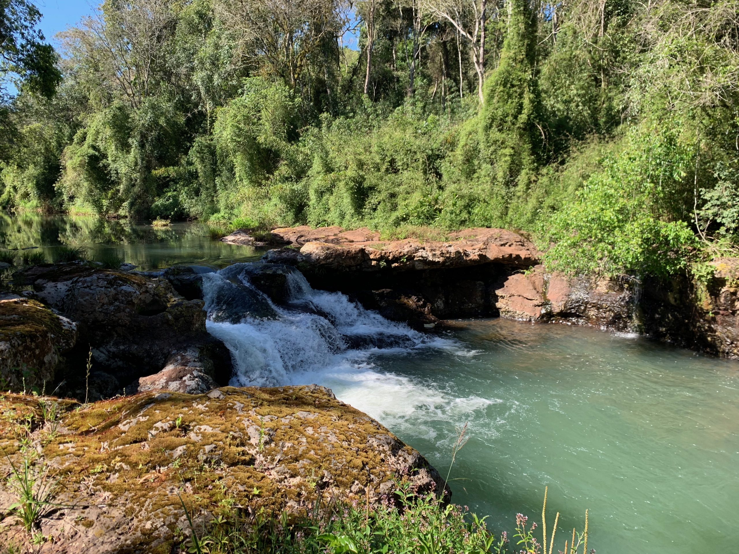 Read more about the article Wildlife Paradise: Pristine forest in Misiones