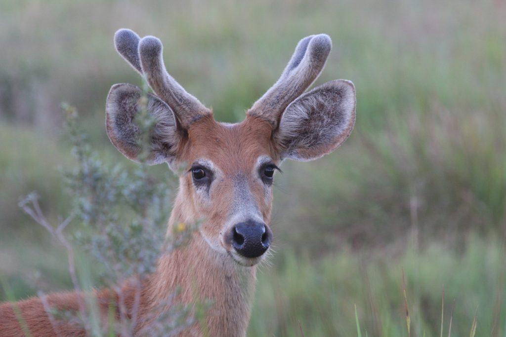 Marsh Deer