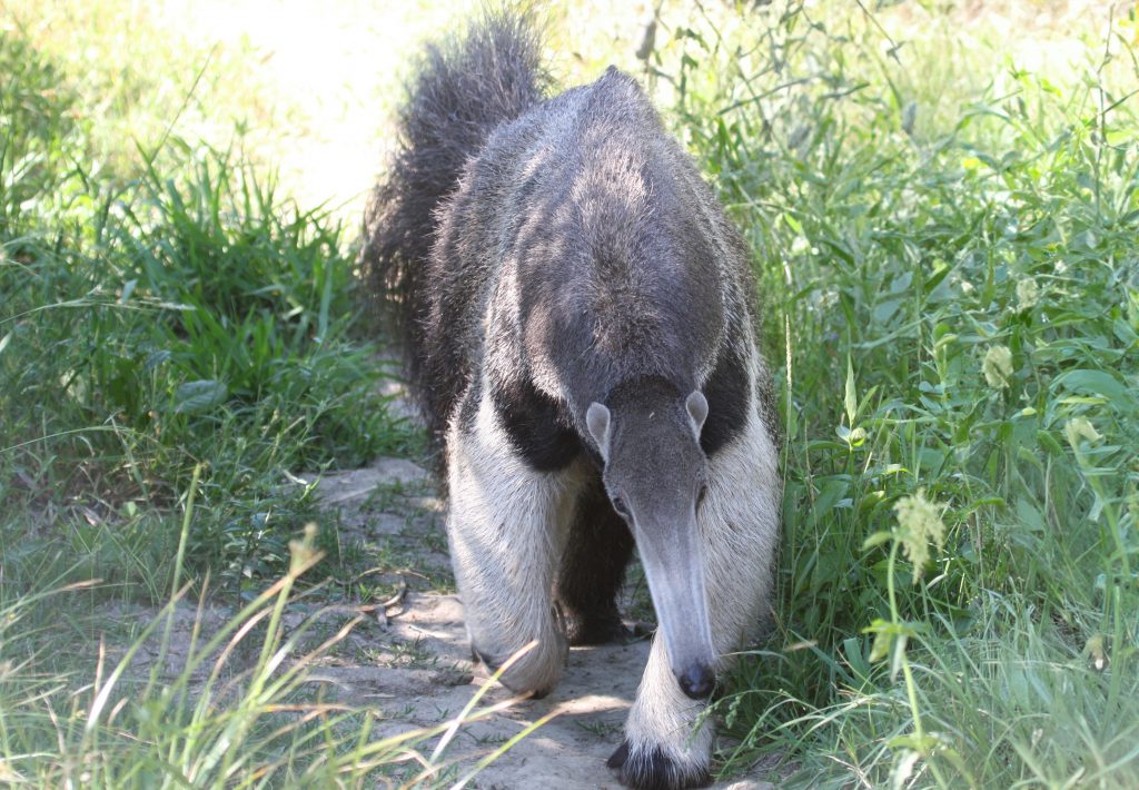 Giant Anteater, Argentina. Reserva Natural Don Luis, Esteros del Ibera