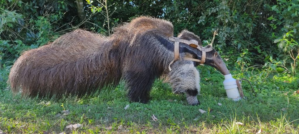 Tupac, Giant Anteater