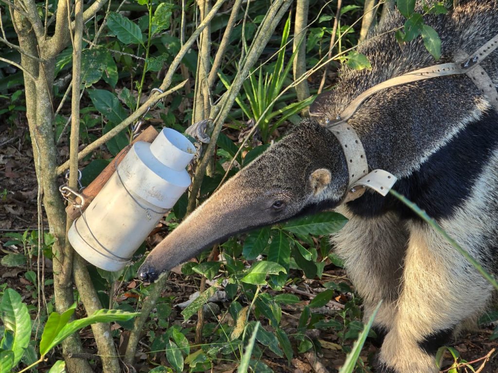 Pirpi, Giant Anteater
