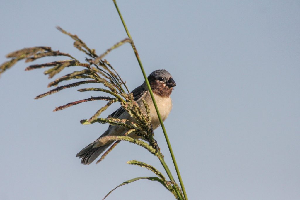 Ibera Seedeater, Sporophila iberaensis, Endangered species